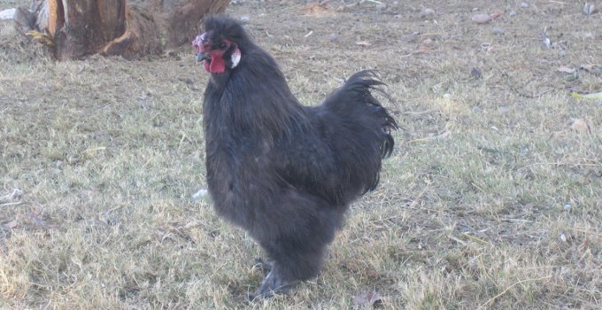crockpot, silkie rooster