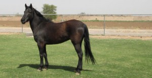 adoptable blm mustang horse