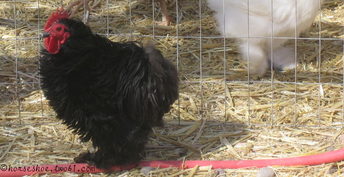 bantam frizzle rooster