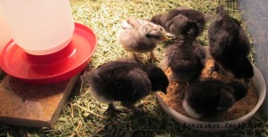 caring for new chicks