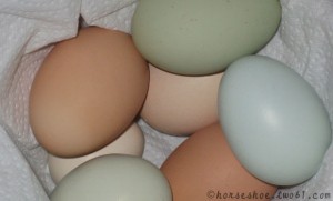 fertile hatching eggs