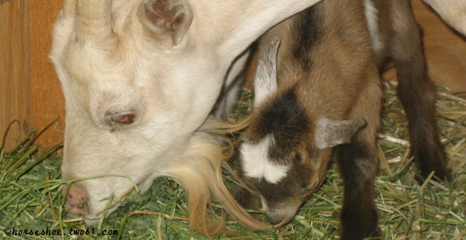 mama & baby goat