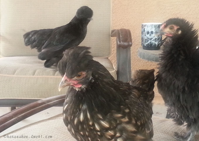 Polish Silkie Frizzle Chicks