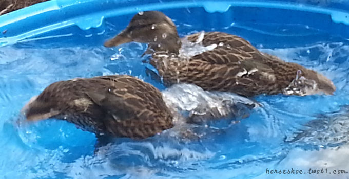 mallard ducklings