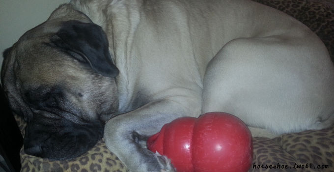 mastiff sleeping with his toy