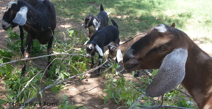 baby goats eating trees