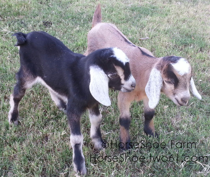 mini-nubian goat kids