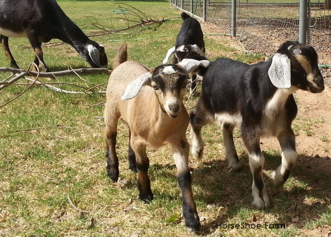 mini nubian goat kids