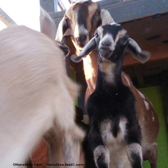 mini-nubian baby goats