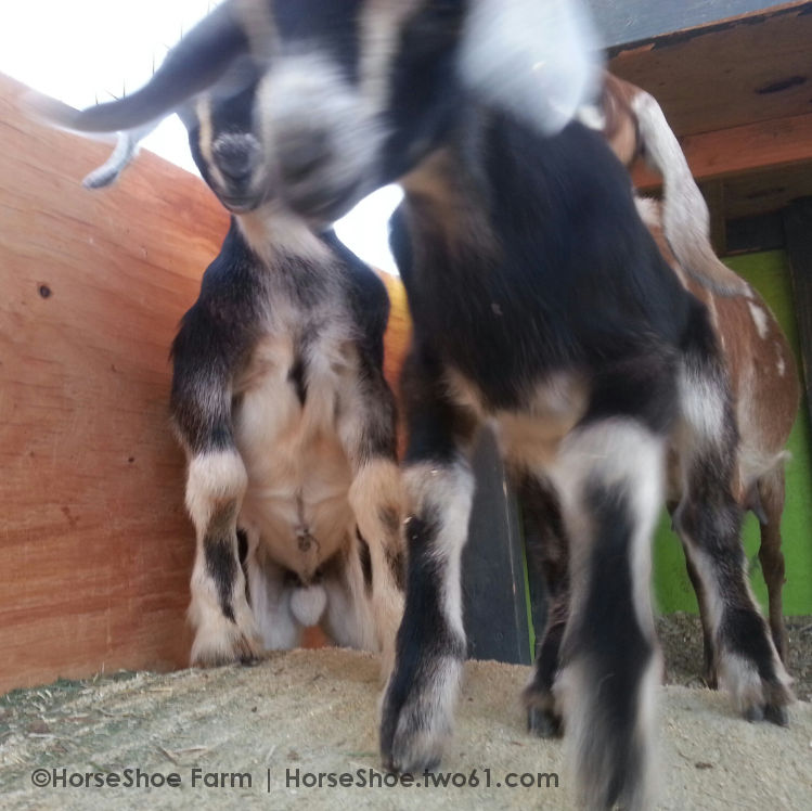 mini-nubian baby goats