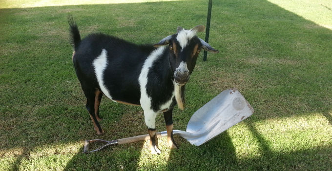 goats helping with projects