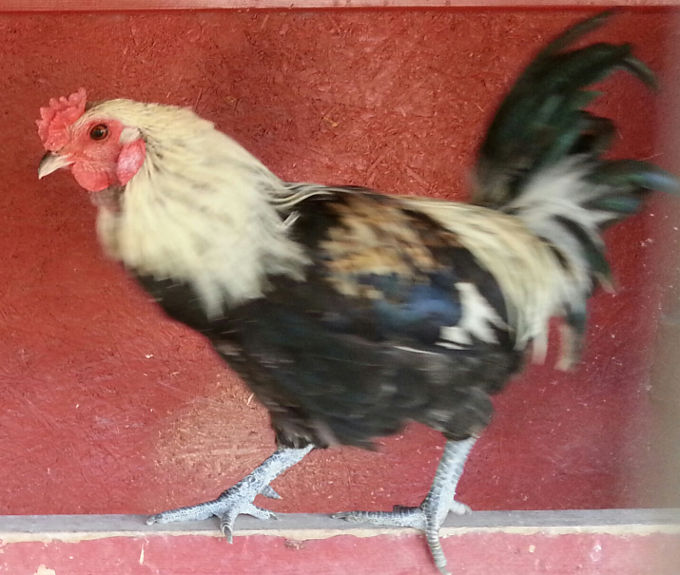 Rocco | Adoptable Bantam Ameraucana Rooster