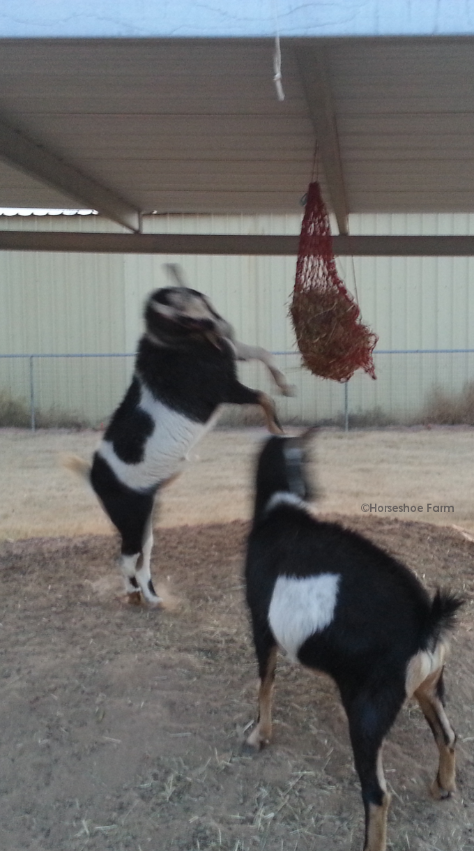 goat toy hay net