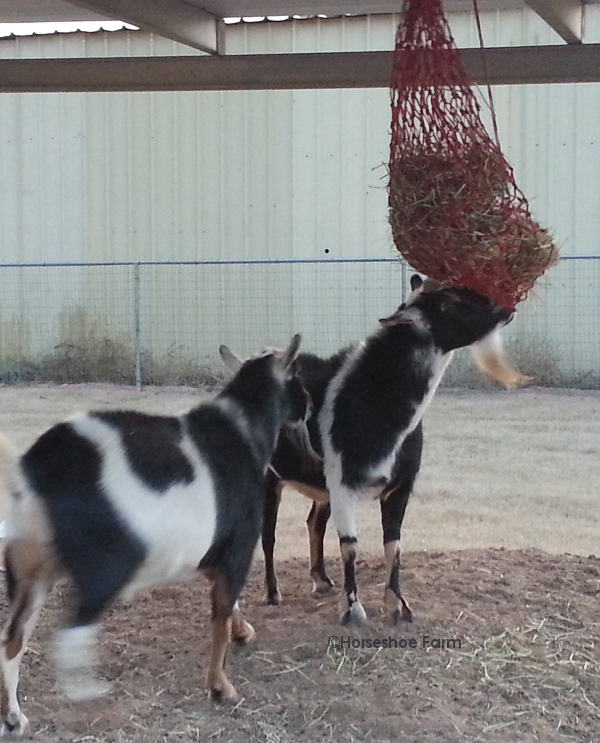 hay net goat toy