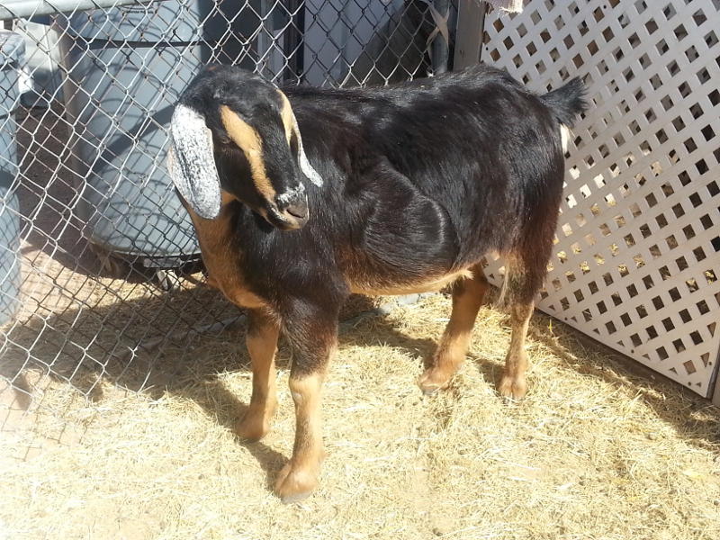 adoptable goat