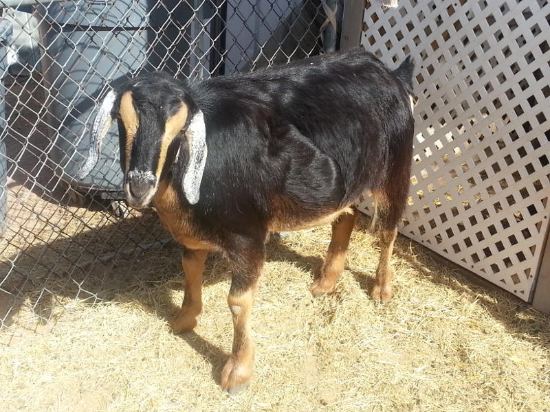 adoptable goat