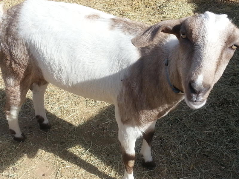 adoptable goat