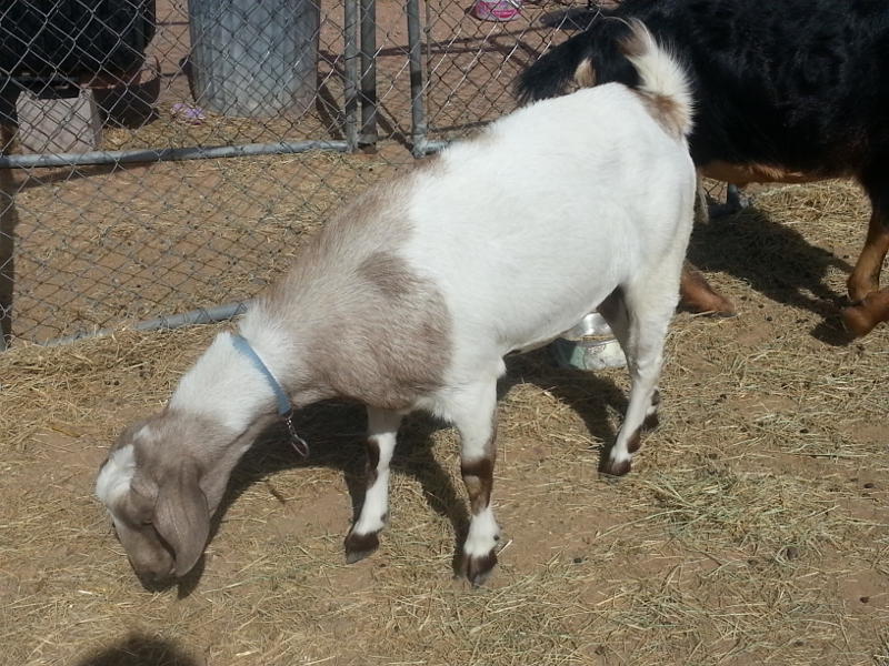 adoptable goat