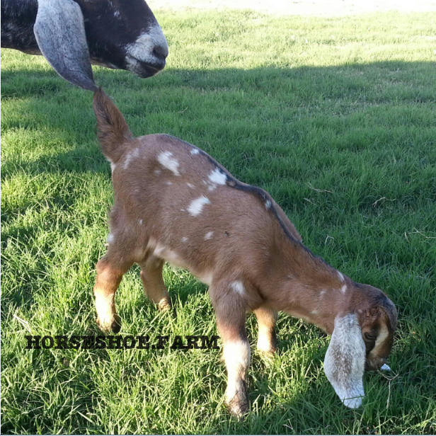 isobel | baby nubian goat