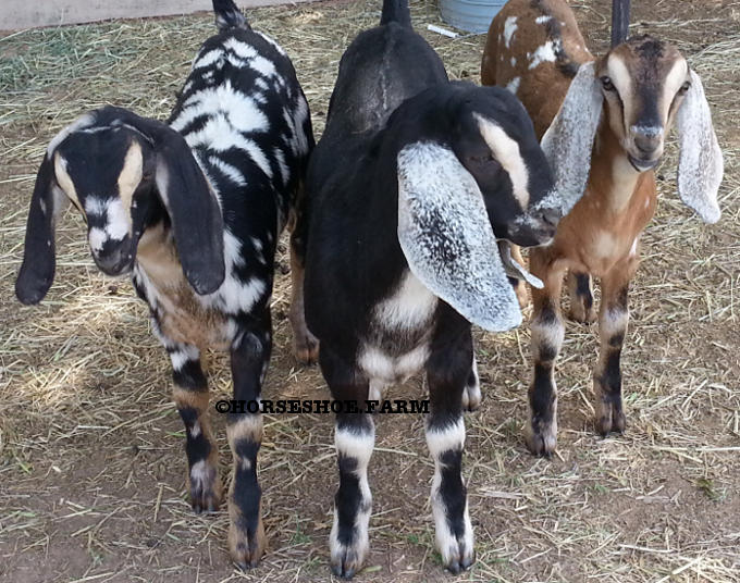 baby nubian goats