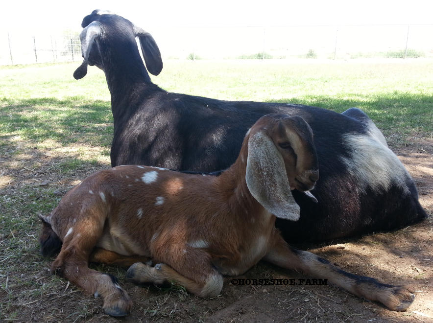 adoptable baby nubian goat