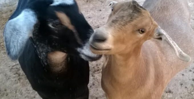 adoptable mini-nubian goats