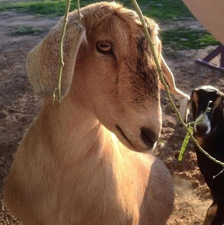 adoptable mini-nubian goats