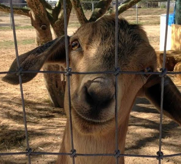 adoptable mini-nubian goats
