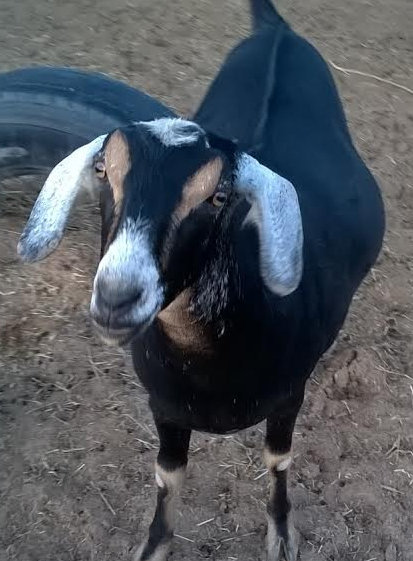 adoptable mini-nubian goats