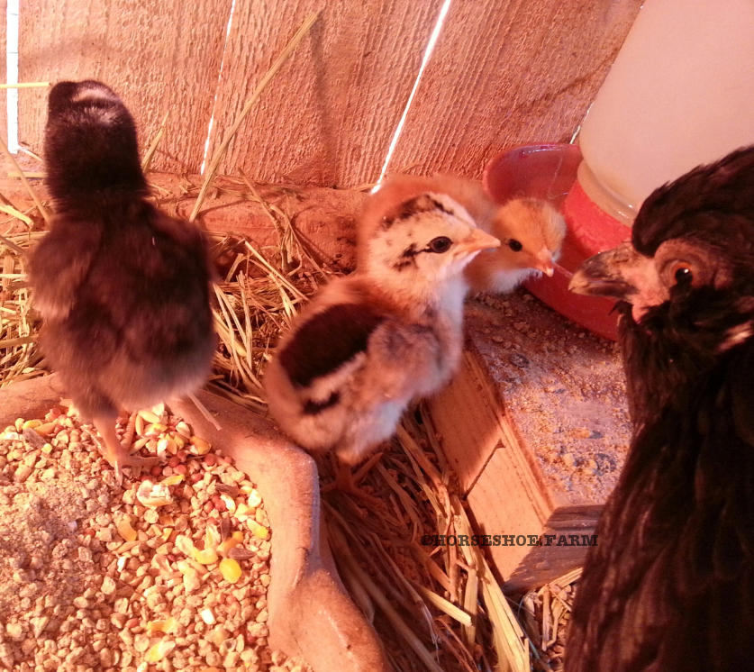 Pickles Feeding Her Baby Chicks