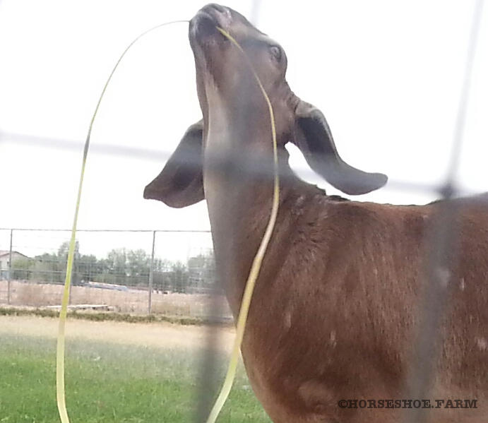 diy hay feeder isobel