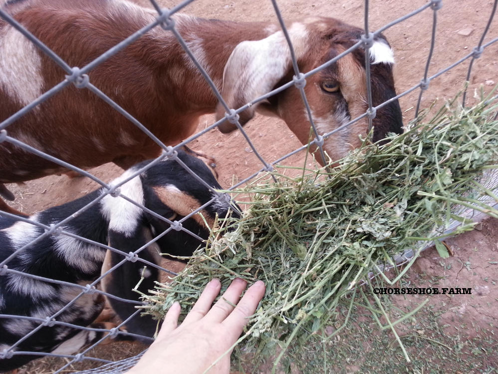 diy hay feeder