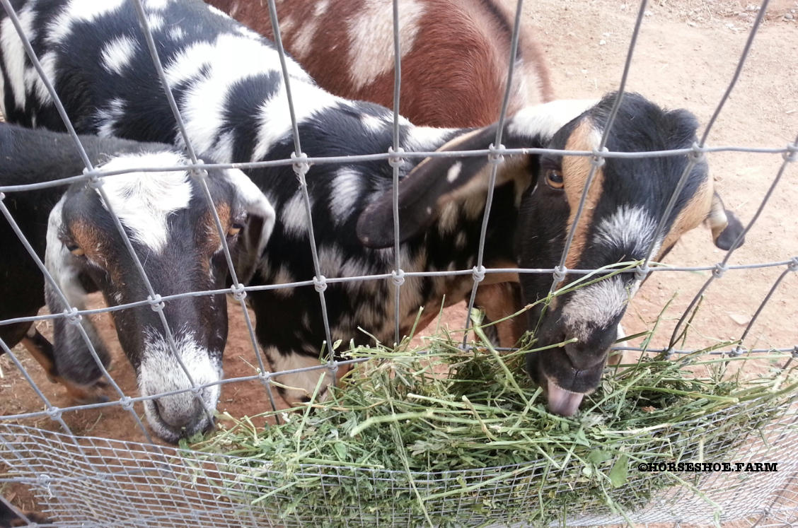 diy hay feeder