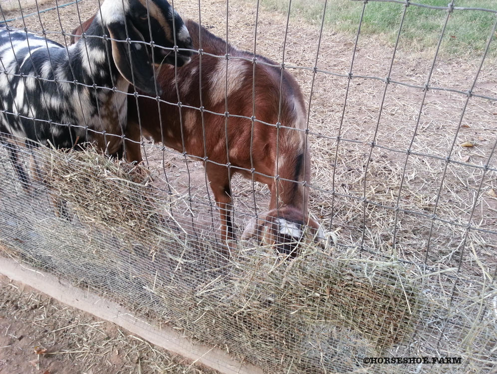 diy hay feeder