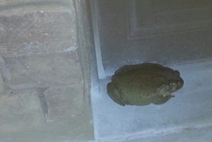 colorado river toad